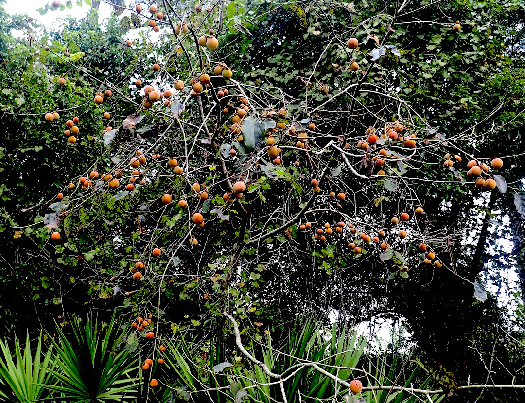 Persimmons are ripening. Now is the time to find the trees. Photo by Green Deane