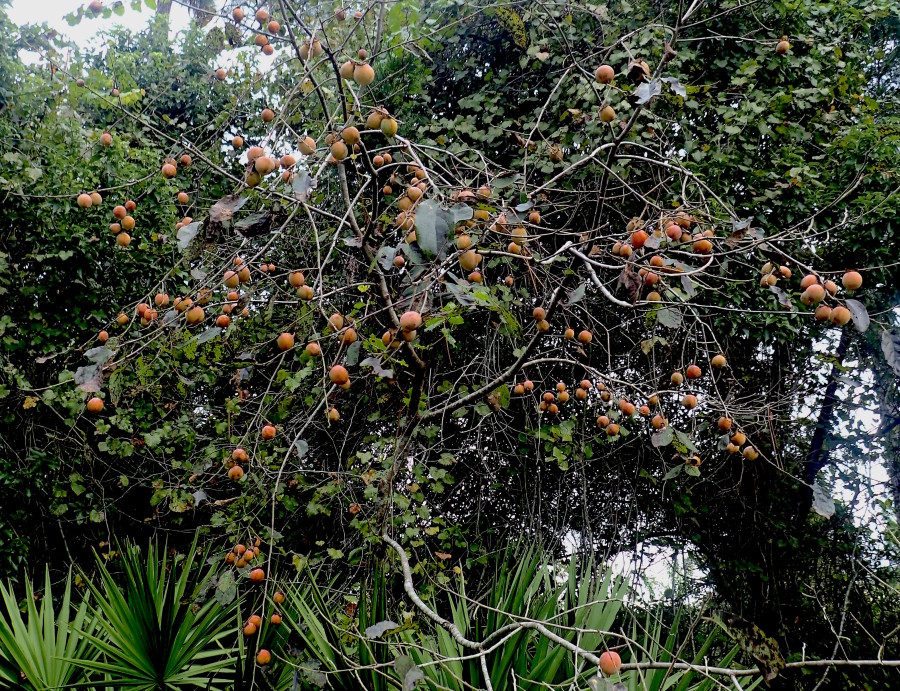 Persimmons can persiste after the leaves drop making them easy to spot.