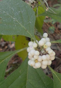 White American Beautyberries. Photo by Green Deane