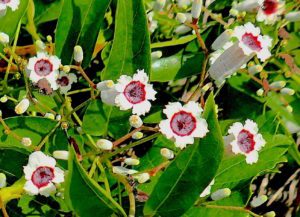 Skunk Vine is far prettier than it smells. Photo by Green Deane