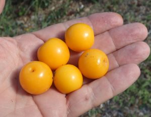 Tart Tallow Plums, Photo by Green Deane