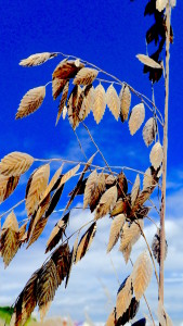 Sea Oats Photo by Green Deane