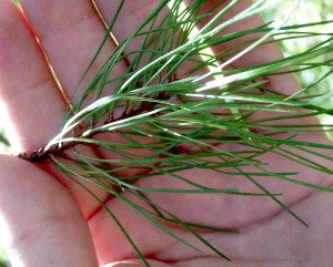 Pine needle tea has Vitamin C and shikimic acid. Photo by Green Deane