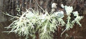 From a distance Ramalina and Usnea can look similar. Photo by Green Deane