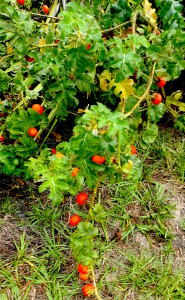 Do you know what this toxic plant is? You would if you read the Green Deane Forum. 