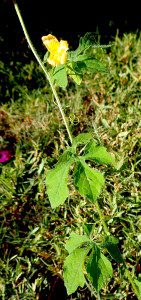 Do you know what this wild edible is? You would if you read the Green Deane Forum