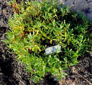 Sea Purslane is tasty raw or cooked. Photo by Green Deane