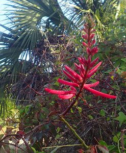 Coral Bean blossoms are hard to miss. Photo buy Green Deane