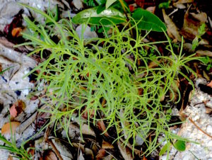 A young Sea Blight starting its seasonal run. Photo by Green Deane