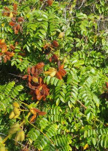 Nicker Bean pods and seeds are NOT edible but they are interesting. Photo by Green Deane