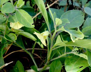 Ground Cherries fruit twice a year locally. Photo by Green Deane