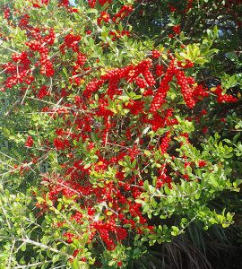 Holly berries are toxic but the leaves make a caffeinated tea. Photo by Green Deane