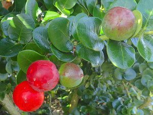 Natal Plums are native to Africa. Photo by Green Deane