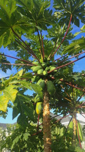 yes, it's a papaya but do you know what parts are edilbe? You would if you read the Green Deane Forum. 