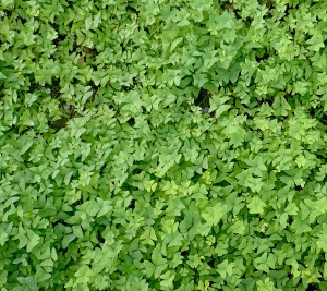 A bed of tart and tasty Oxalis. Photo by Green Deane