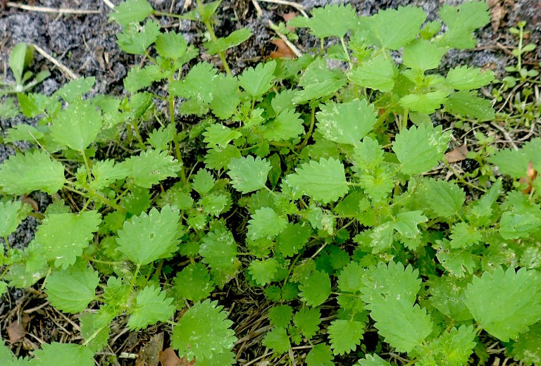 Stinging Nettles will be around for foraging for the next couple of months. Photo by Green Deane