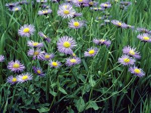 Erigeron philadelphicus has been used medicinally. Photo by WildFLowers.org.