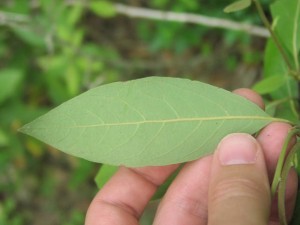 Persea borbonia leafunderside