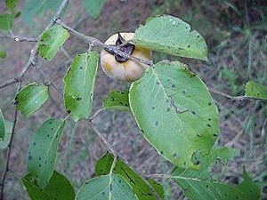 Persimmons get smutty but the black smut does not bother it nor us. 