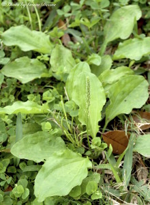 Plantago major, native to Europe.