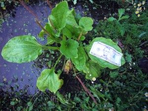 Plantago growing in a fertile ditch. 