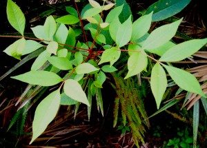 Note Poison Sumac very red stems when young