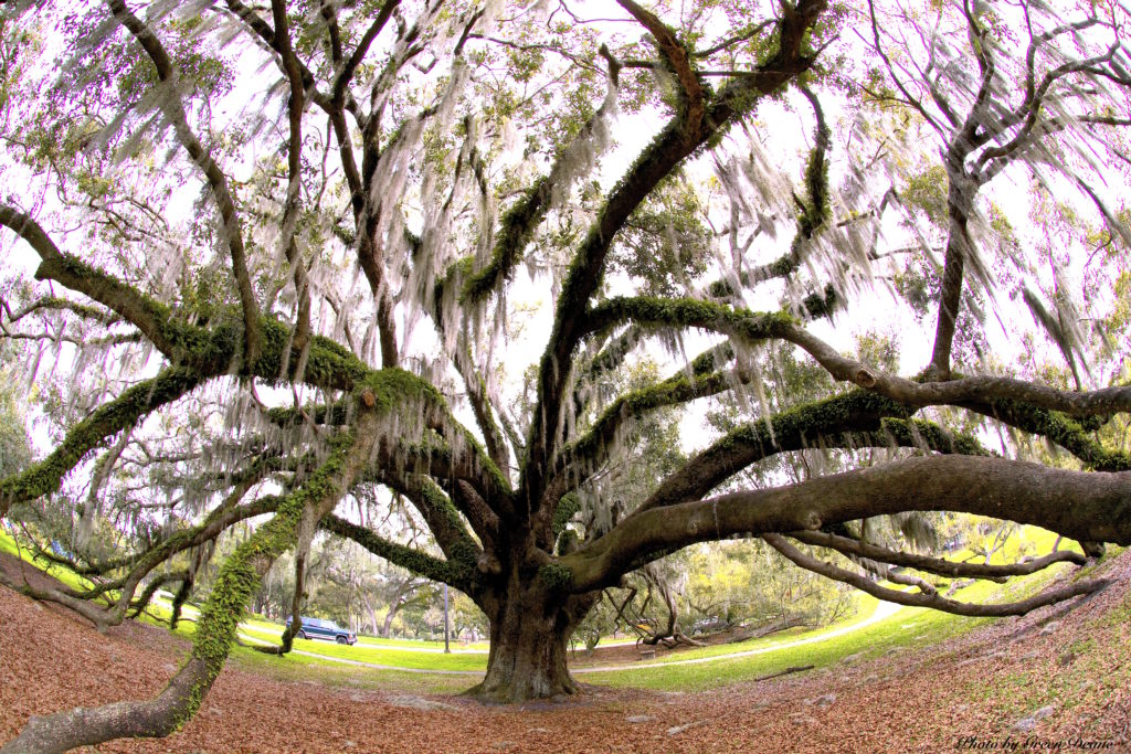 A Live Oak in Winter Park, Florida. Photo by Green Deane