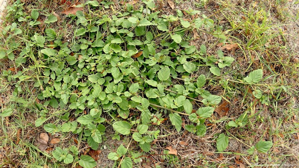 The Tar Vine's growth habit is to spread out. Photo by Green Deane