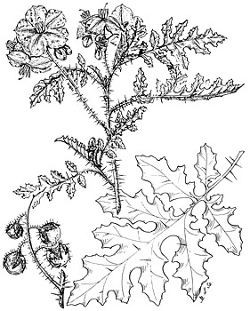 Average aromatic profile for J. osteosperma leaf essential oil (n=10)