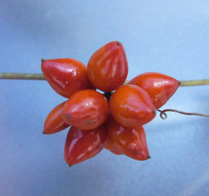 Smilax walteri berries are red