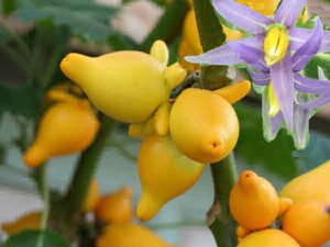 NOT EDIBLE Solanum Mammosum, photo by Prota4u