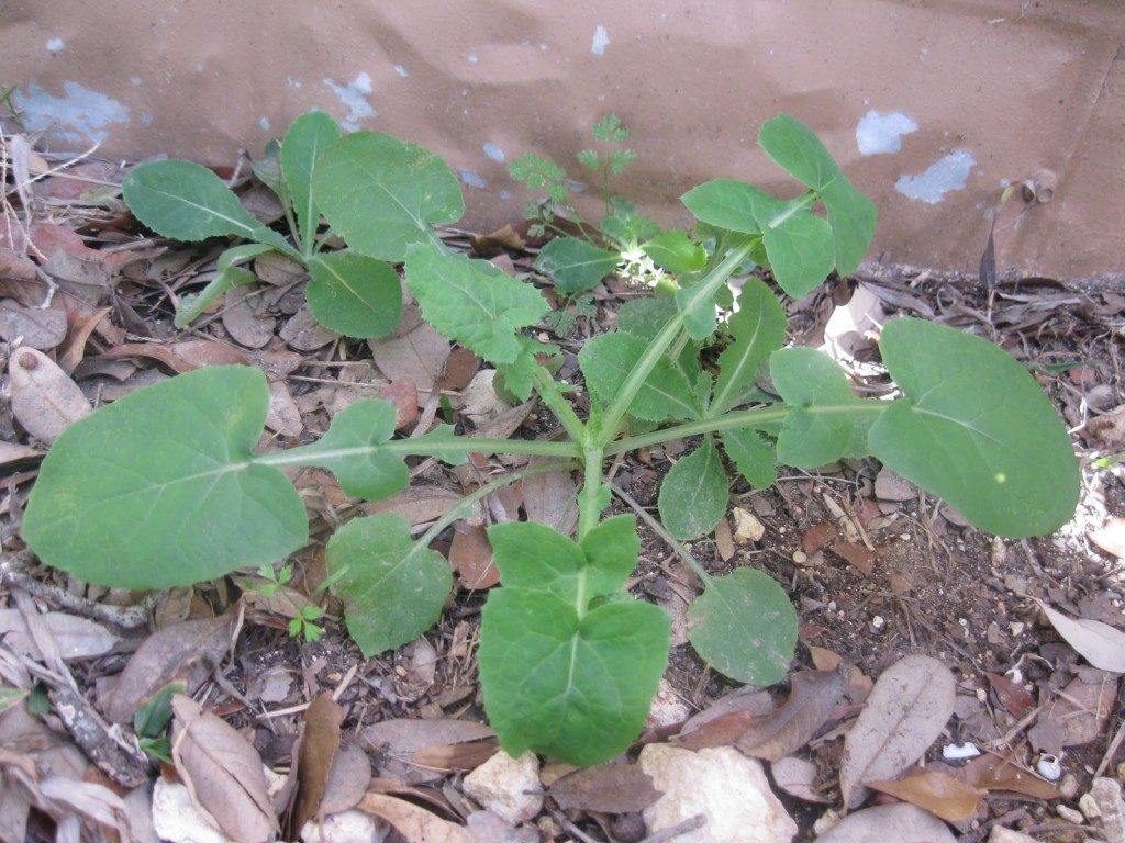 Young Sonchus Olreaceous. Photo by Mainstreaming Organics