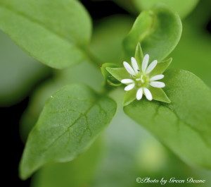CHickweed, Stellaria media, has five deeply incised petals. Photo by Green Deane