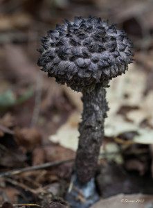 Old Man of the Woods. 