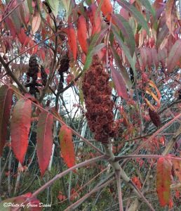 The hairs on sumac berries also have vitamin C. Photo by Green Deane