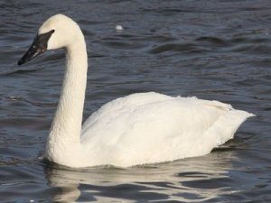 Trumpeter-Swan