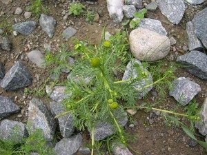A familiar sight, Pineapple Weed in bare dirt. 