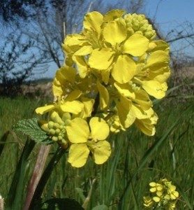 Wild Mustard blossoms cluster at the end. 