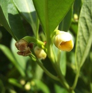 The entire Yellow Anise shrub smells like liquorice.