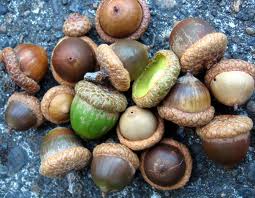 How to Process Acorns  Dust and Tribe – Pepper and Pine