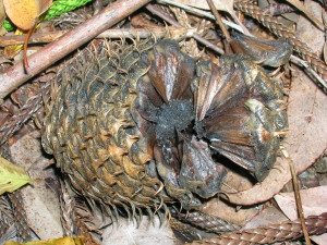 Ripe Norfolk Island Pine Cone