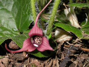 Asarum caudatum