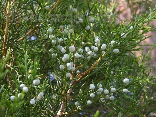 11 Reasons You Should Go Out Foraging For Juniper Berries