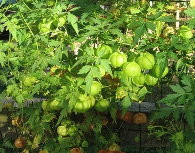 Balloon vine, heart seed, heart vine, Cardiospermum halicacabum