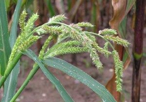 Barnyard Grass grows in damp areas. Photo by Find Duck Food. 