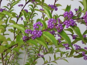 Beautyberry: Jelly On A Roll - Eat The Weeds And Other Things, Too