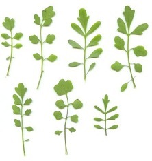 Pennsylvania Bitter Cress (Cardamine pensylvanica)