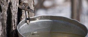 Spring sugaring is an American innovation