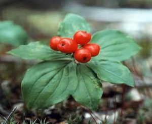 Bunchberries are a northern mid-summer snack. 