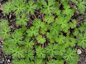 The common names Crane's Bill and Stork's Bill are used interchangeably. 